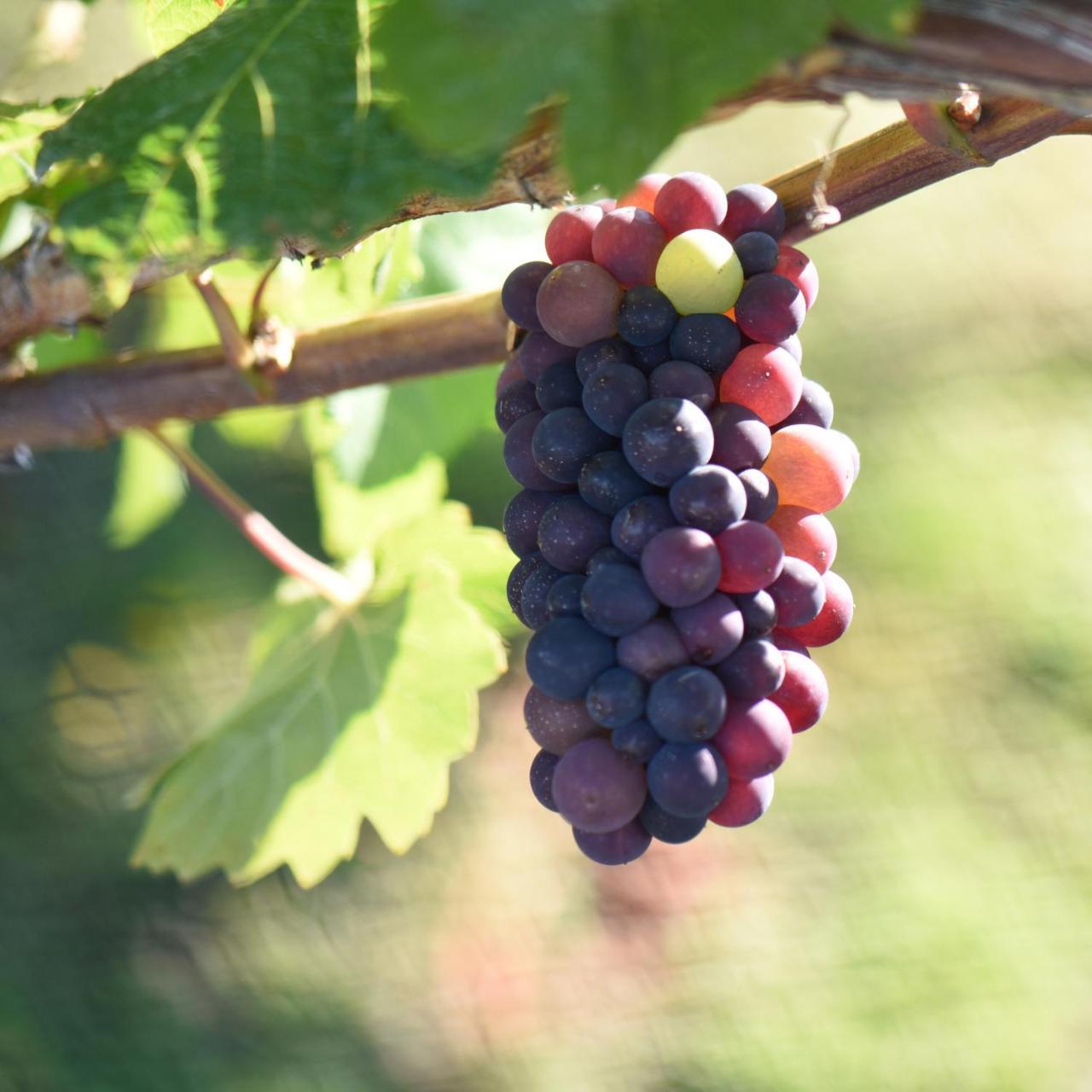 알렉산드라 Grey Ridge Vineyard Experience B&B 외부 사진