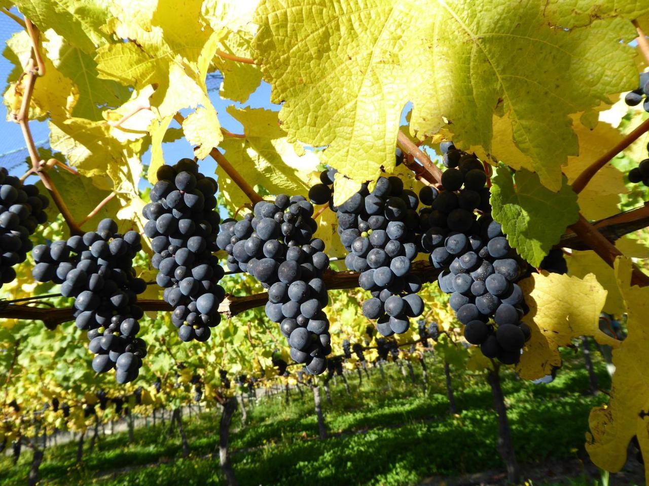 알렉산드라 Grey Ridge Vineyard Experience B&B 외부 사진
